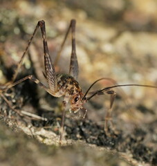 Macropathinae