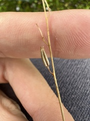 Triglochin laxiflora