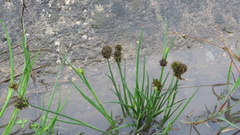 Juncus valvatus