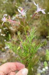 Pelargonium divisifolium