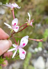 Pelargonium divisifolium
