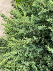 Pimelea serpyllifolia