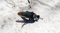 Microstylum oberthurii