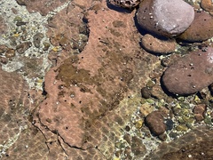 Trachinops taeniatus