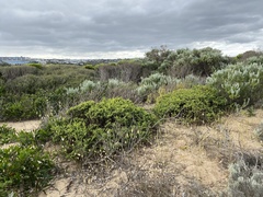 Pimelea serpyllifolia