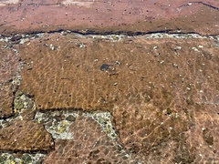 Trachinops taeniatus