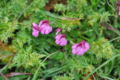 Pedicularis kerneri
