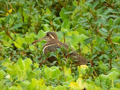 Rostratula benghalensis