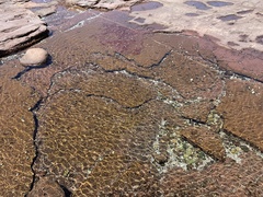 Trachinops taeniatus