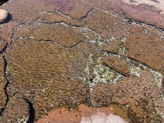 Trachinops taeniatus