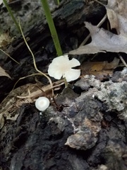 Clitocybe americana