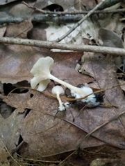 Clitocybe americana