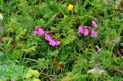 Pedicularis kerneri