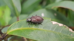 Lagriinae