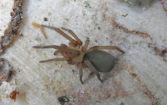 Filistata insidiatrix