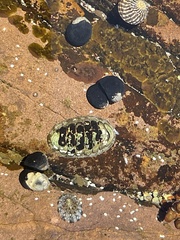 Sypharochiton pelliserpentis