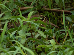 Rostratula benghalensis