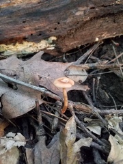 Lactarius subserifluus