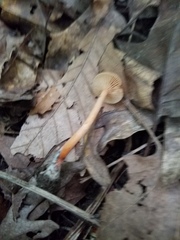 Lactarius subserifluus