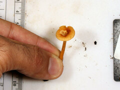 Lactarius subserifluus