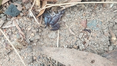 Hormurus