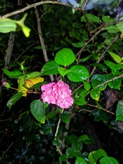 Hibiscus rosa-sinensis