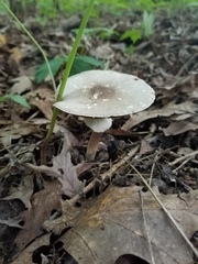 Agaricus leptocaulis