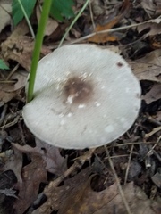 Agaricus leptocaulis