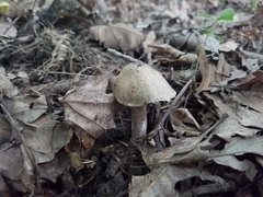 Agaricus leptocaulis