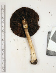 Agaricus leptocaulis