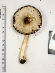 Agaricus leptocaulis