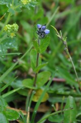 Veronica alpina