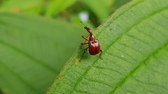 Paratrachelophorus nodicornis