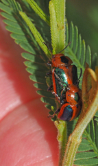 Calomela curtisi