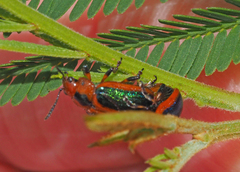 Calomela curtisi