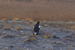 Haliaeetus pelagicus