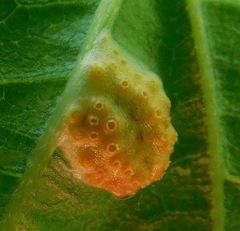 Puccinia urticata