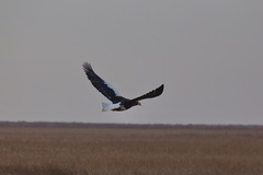 Haliaeetus pelagicus