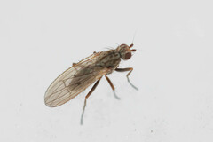 Eccoptomera
