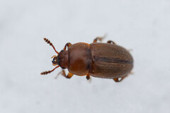 Macrohydnobius