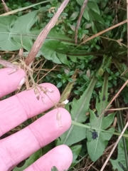 Cerastium holosteoides