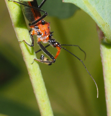Gminatus
