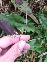 Cerastium holosteoides