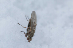 Eccoptomera