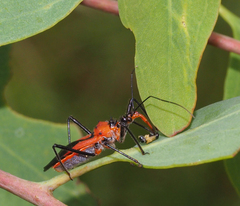 Gminatus