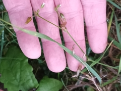 Cerastium holosteoides