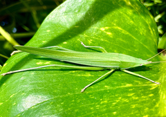 Euconocephalus nasutus