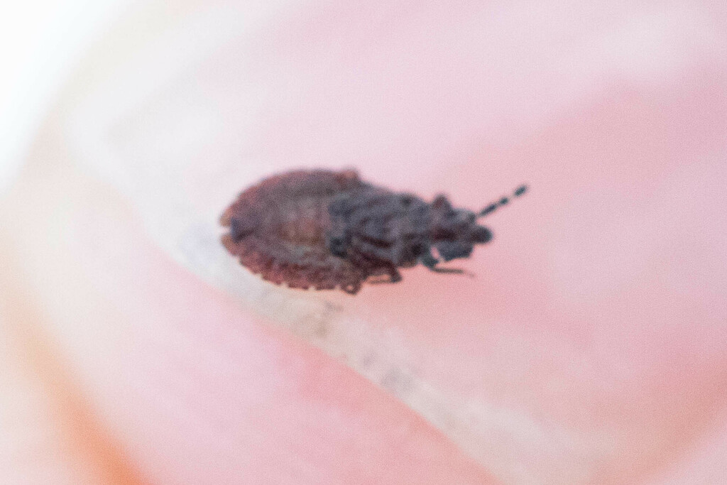 Aradus antennalis