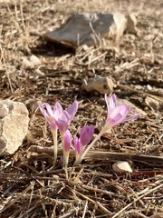 Colchicum stevenii