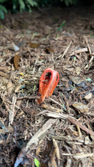 Clathrus columnatus